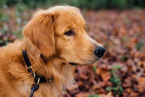 7 Reasons Why Owning a Dog Pet is the Best Decision You'll Ever Make - A Complete Guide to Dog Care and Training